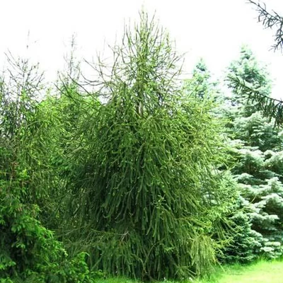 Picea abies 'Cranstonii' – Lucfenyő