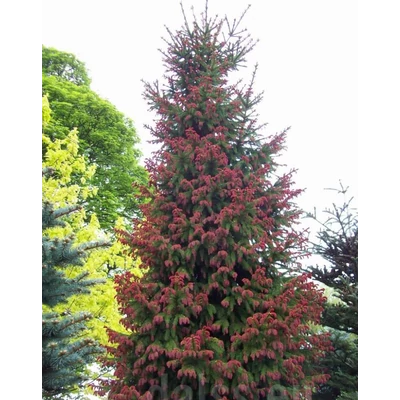 Picea abies 'Cruenta' – Lucfenyő