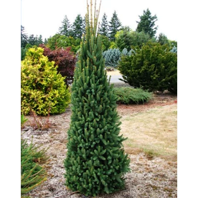 Picea abies 'Cupressina' – Oszlopos lucfenyő