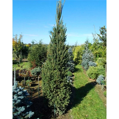 Picea abies 'Fastigiata' – Oszlopos lucfenyő