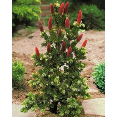 Picea abies 'Lucky Strike' – Szúrós lucfenyő