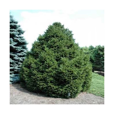 Picea abies 'Parviformis' – Törpe lucfenyő