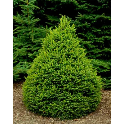 Picea abies 'Remonti' – Norvég lucfenyő
