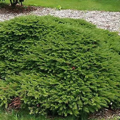 Picea abies 'Repens' – Lucfenyő