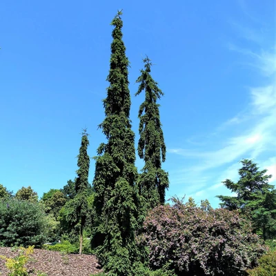 Picea abies 'Rothenhaus' – Lucfenyő