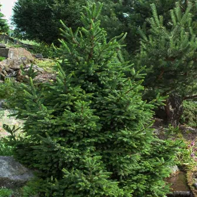 Picea abies 'Will's Zwerg' – Lucfenyő