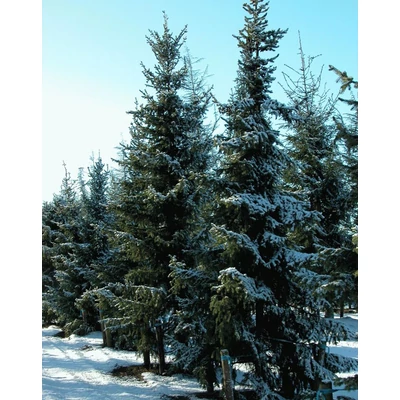 Picea breweriana – Oregoni luc