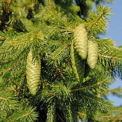 Picea chihuahuana – Csivava lucfenyő