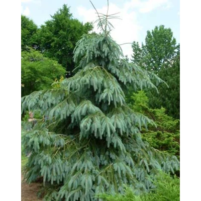 Picea engelmannii 'Bush's Lace' – Sziklás-hegységi szürke luc