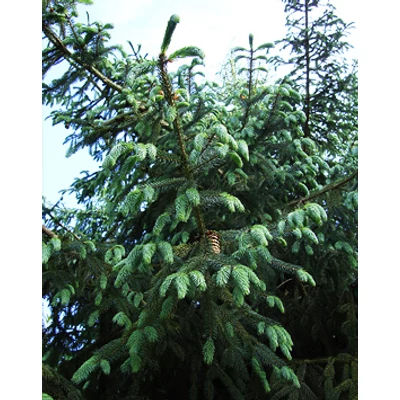 Picea likiangensis var. Balfouriana – Licsiangi lucfenyő