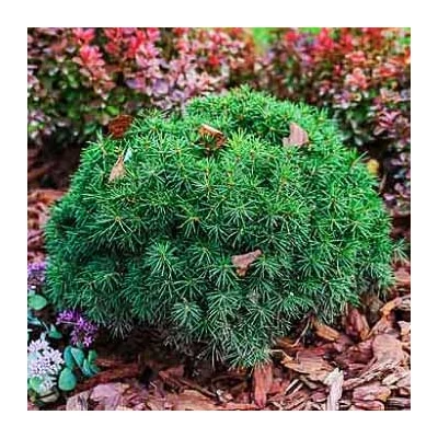 Picea mariana 'Nana' – Törpe fekete lucfenyő