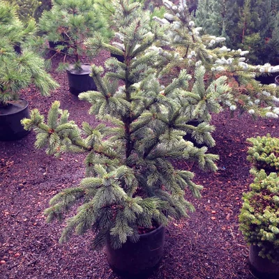 Picea omorika 'De Ruyter' – Szerb lucfenyő