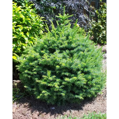 Picea omorika 'Nana' – Törpe, szerb lucfenyő