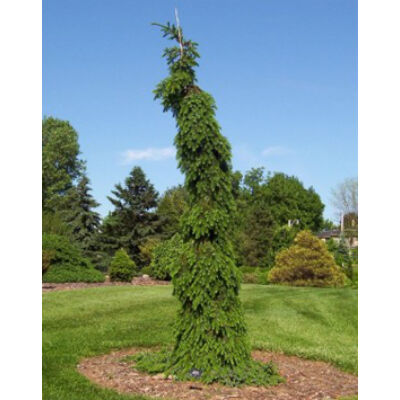 Picea omorika 'Pendula Bruns' – Csüngő, szerb lucfenyő