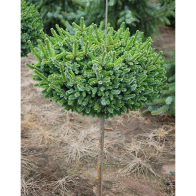 Picea omorika 'Pimoko' – Törpe, szerb lucfenyő