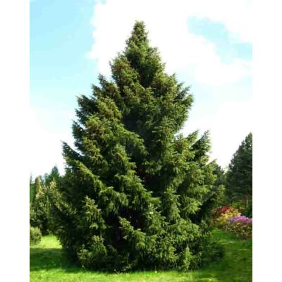 Picea omorika – Szerb lucfenyő