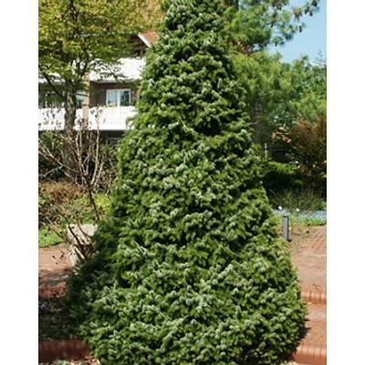 Picea omorika 'Zuckerhut' – Cukorsüveg szerb lucfenyő