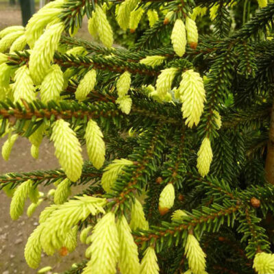Picea orientalis 'Aurea' – Keleti (Kaukázusi) lucfenyő