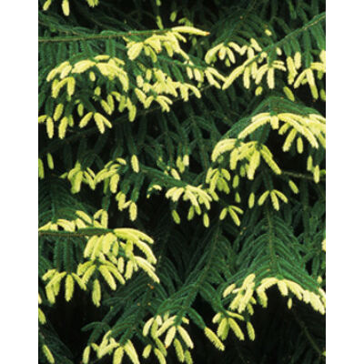 Picea orientalis 'Aureospicata' – Keleti (Kaukázusi) lucfenyő
