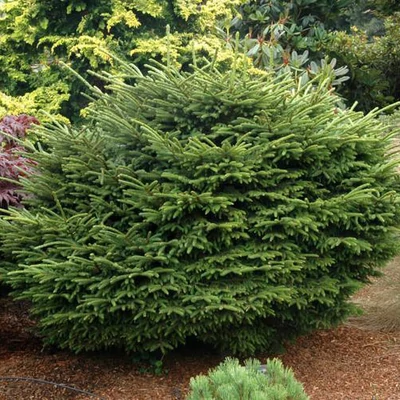 Picea orientalis 'Barnes' – Kaukázusi luc