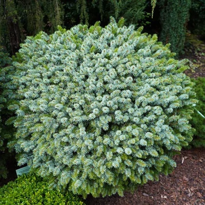 Picea sitchensis 'Midget' – Törpe szitka lucfenyő