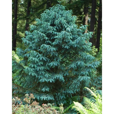 Picea engelmannii 'Blue Magoo' – Sziklás-hegységi szürke luc