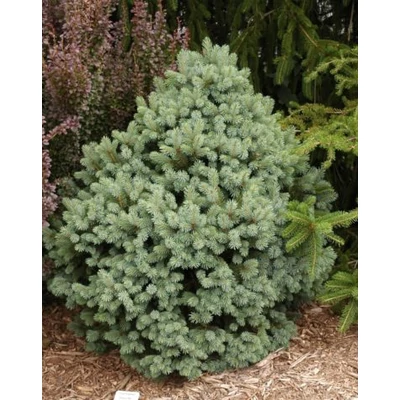 Picea engelmannii 'Stanley Mountain' – Sziklás-hegységi szürke luc