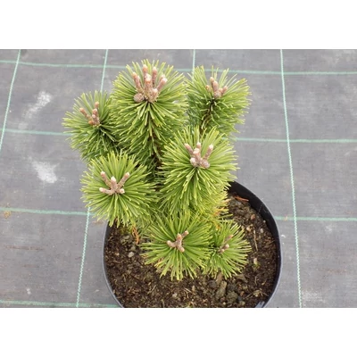Pinus mugo 'Pici' – Havasi törpefenyő