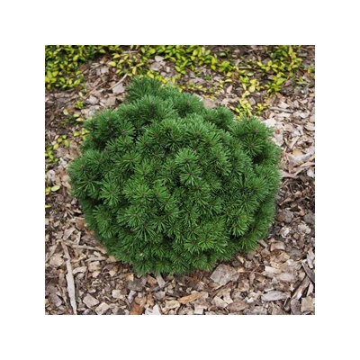 Pinus mugo 'Allgau' – Havasi törpefenyő