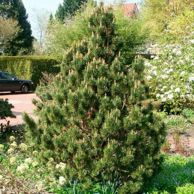 Pinus mugo 'Alpenzwerg' – Havasi törpefenyő