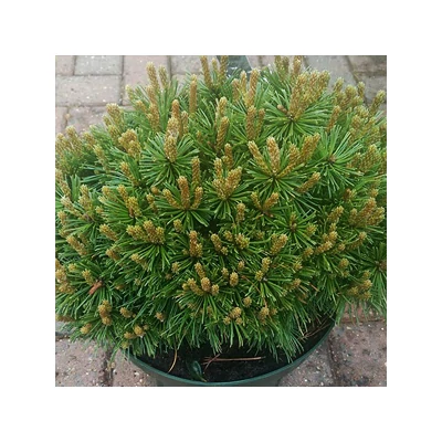 Pinus mugo 'Benjamin' – Havasi törpefenyő