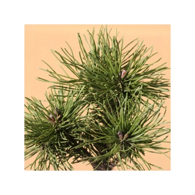 Pinus mugo 'Bozidar' – Havasi törpefenyő