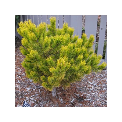 Pinus mugo 'Carsten's Wintergold' – Aranylombú havasi törpefenyő