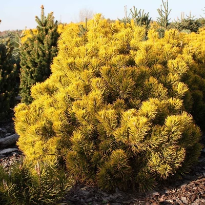 Pinus mugo 'Dezember Gold' – Havasi törpefenyő