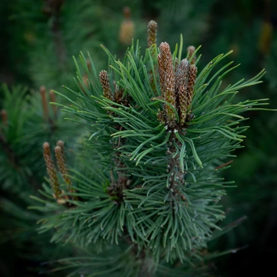 Pinus mugo - Havasi törpefenyő