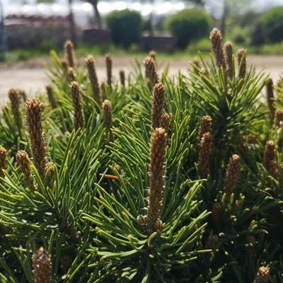 Pinus mugo - Havasi törpefenyő