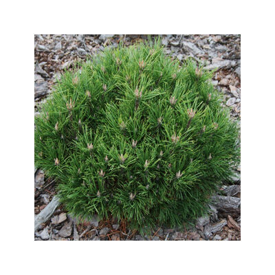 Pinus mugo 'Hesse' – Havasi törpefenyő