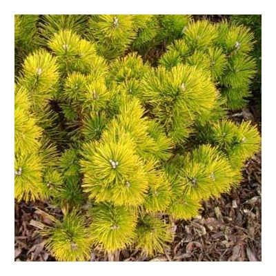 Pinus mugo 'Hostyn Gold' – Törpefenyő