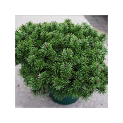Pinus mugo 'Humpy' – Havasi törpefenyő