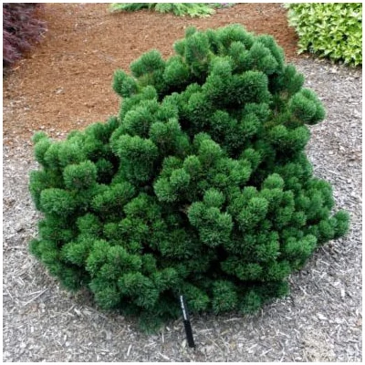 Pinus mugo 'Jacobsen' – Törpefenyő