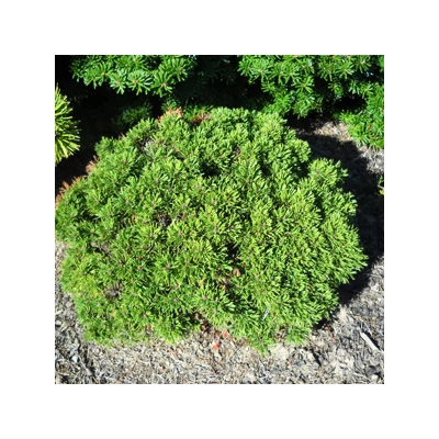 Pinus mugo 'Kalous' – Havasi törpefenyő