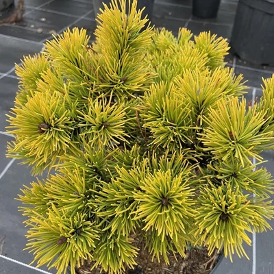 Pinus mugo 'Little Goldstar' – Havasi törpefenyő