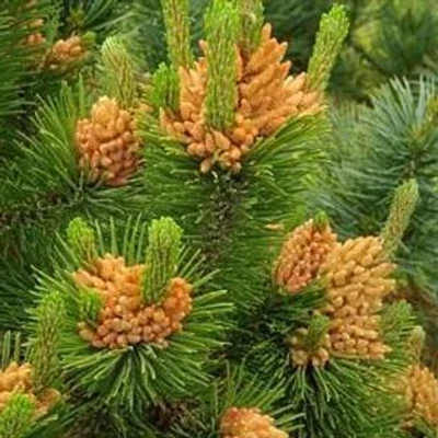 Pinus mugo 'Orange Sun' – Havasi törpefenyő