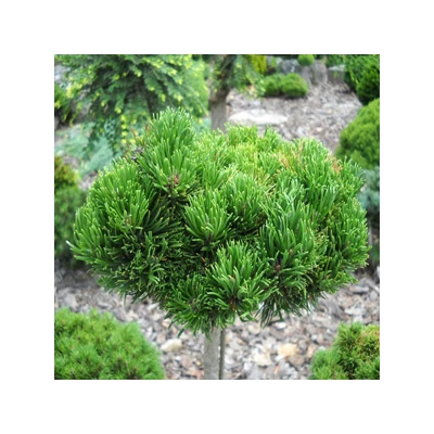 Pinus mugo 'Picobello' – Havasi törpefenyő