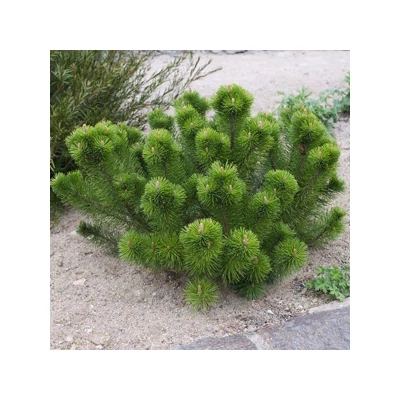 Pinus mugo subsp. mugo (syn.: Pinus montana, Pinus mughus) – Törpefenyő, havasi törpefenyő vagy henyefenyő