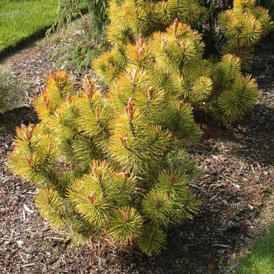 Pinus mugo 'Zundert' – Havasi törpefenyő