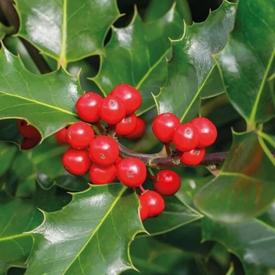 Ilex aquifolium 'Magical Amore Rosso' – Magyal