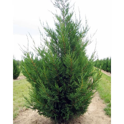 Cupressocyparis leylandii '2001' ('Tweeduizendéén') – Leylandi ciprus