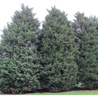 Cupressocyparis leylandii 'Haggerston Grey' – Leylandi ciprus