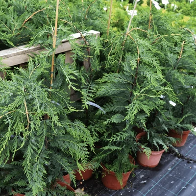 Cupressocyparis leylandii 'Green Spire' - Leylandi ciprus